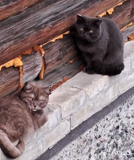 Британские котята
