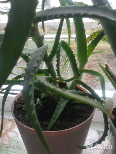 Цветы - бесплатно отростки алоэ