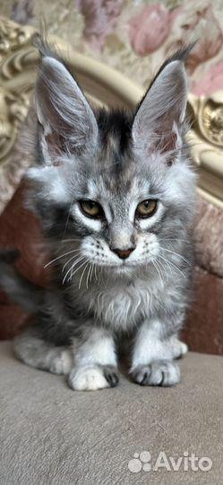Мейн-кун