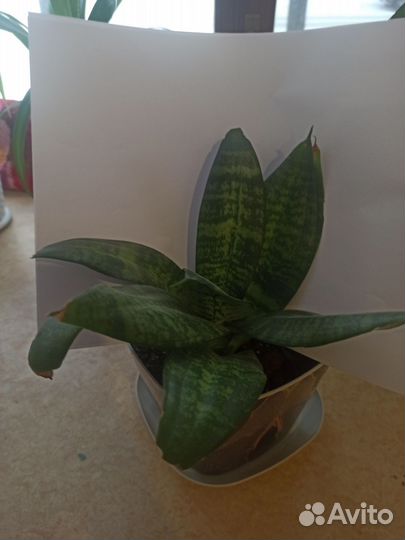 Сансевиерия