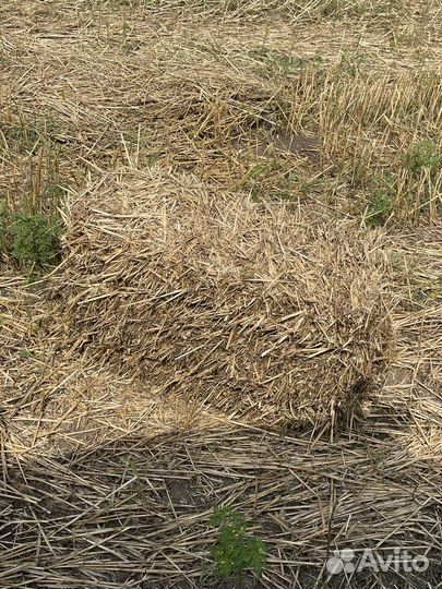 Сено в тюках