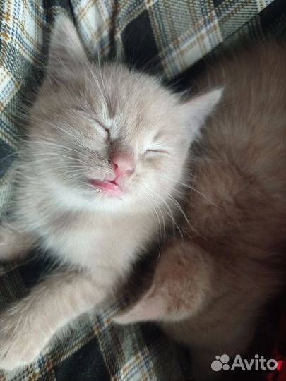 Котята в добрые руки бесплатно