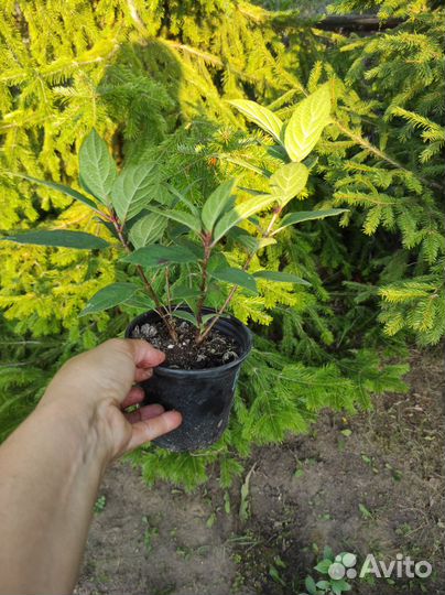 Гортензия метельчатая Бонфайер