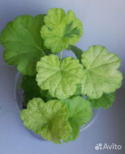 Герань пеларгония Царевна лягушка