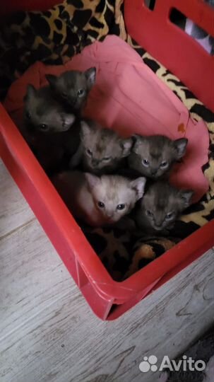 Европейская Бурма