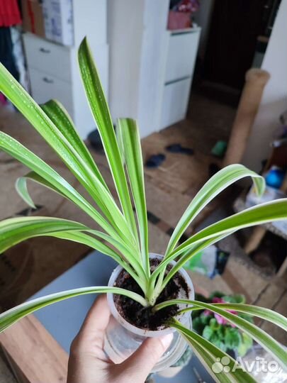 Хлорофитум