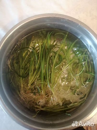 Валлиснерия