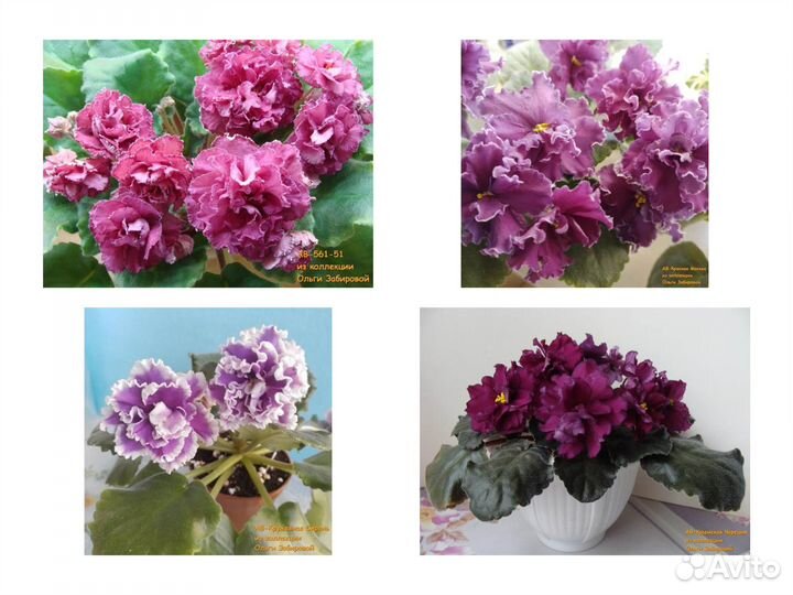 Фиалки. Продаются детки сортовых фиалок. Сентябрь