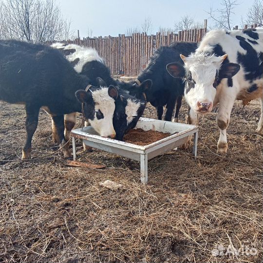 Быки и телки