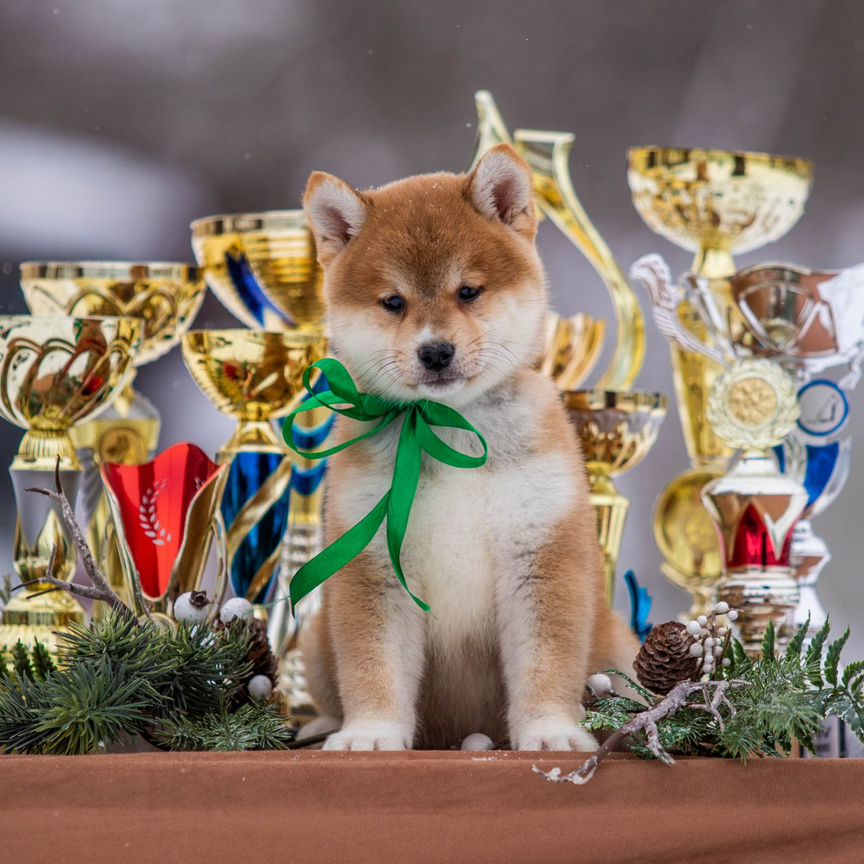 Сиба от Гранд Чемпиона