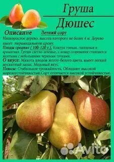 Саженцы Груши
