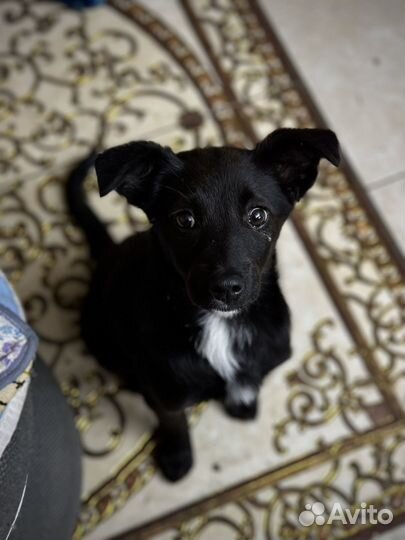 Девчушка в самые добрые руки