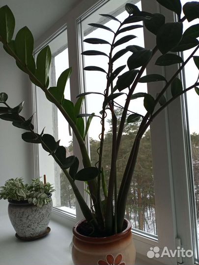 Замиокулькас