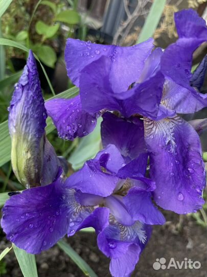 Ирис фиолетовый