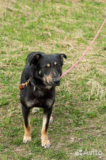 Заберите Каштана в семью (Собака из приюта)