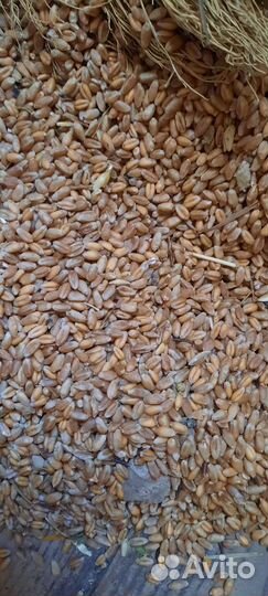 Пшеница для кур