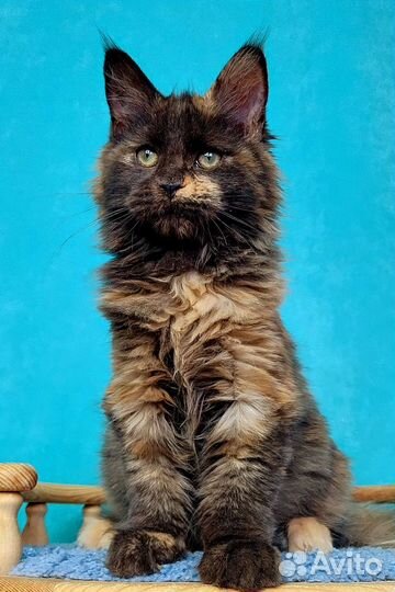 Котенок Мейн-кун