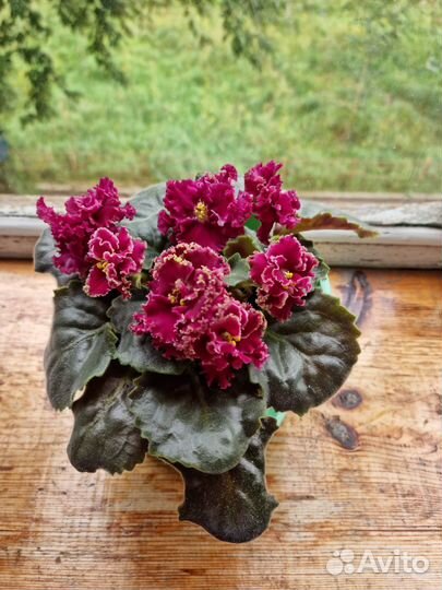 Фиалка в горшках