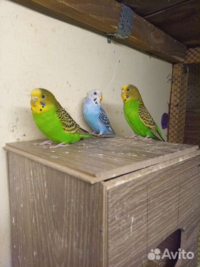 Волнистый попугай