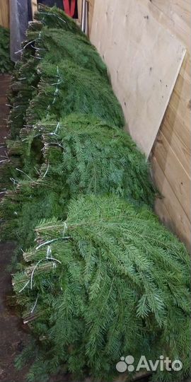 Лапник пихтовый