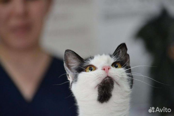 Кошка Мишель