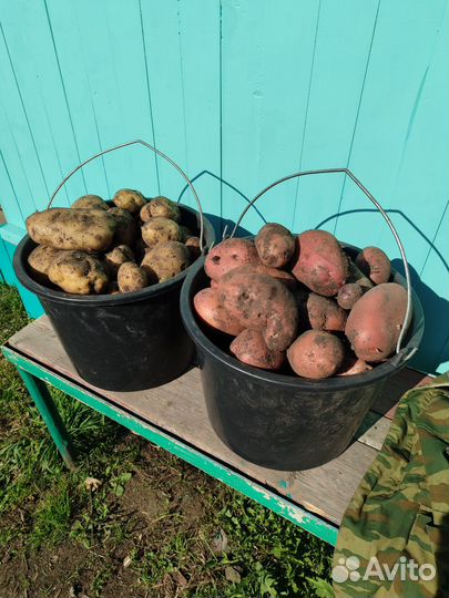 Продукты питания