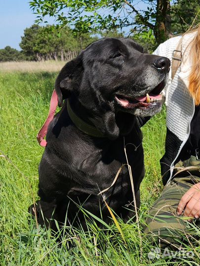 Лабрадор Фреда в добрые руки