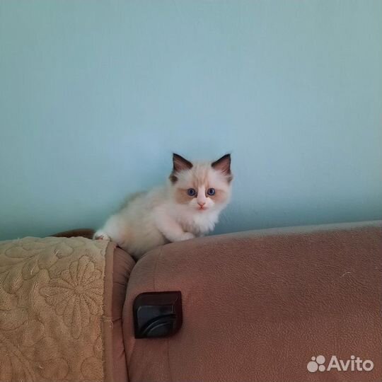 Котята Рэгдолл
