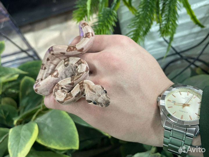 Императорский удав