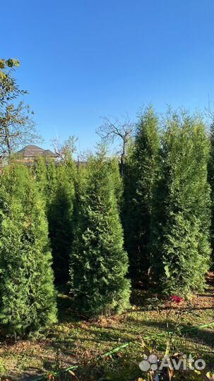 Туи колумна