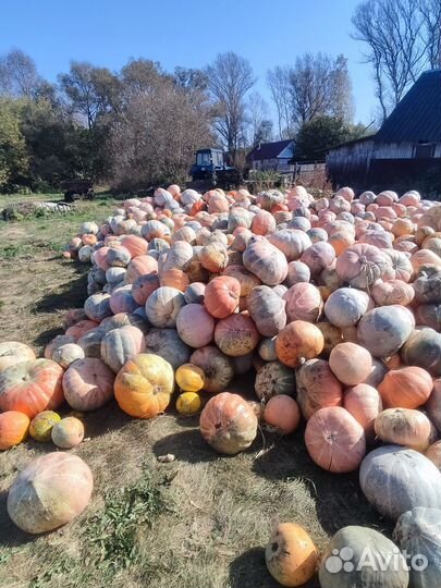 Продам тыкву