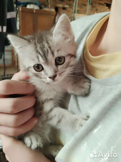 Котенок от породистый кошки