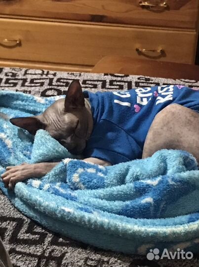 Канадский сфинкс