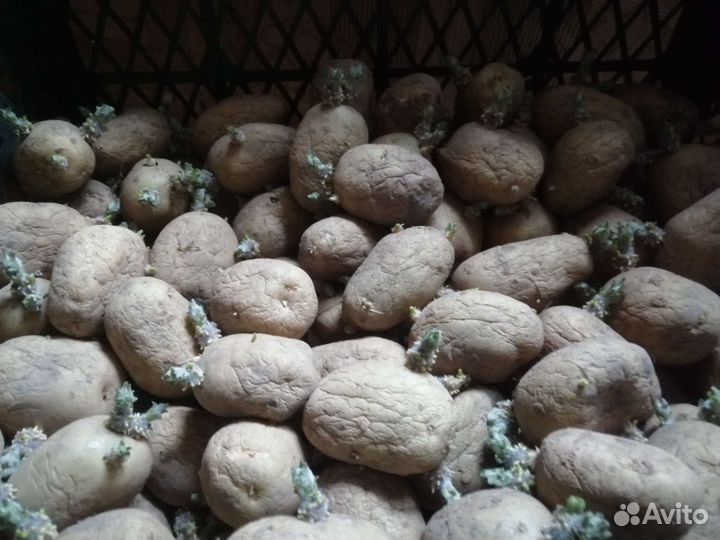 Семенной картофель невская