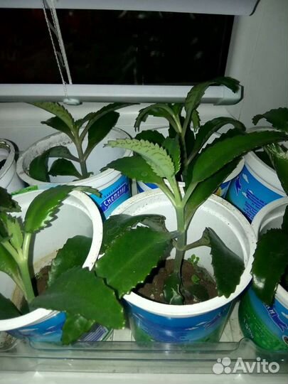 Комнатные цветы