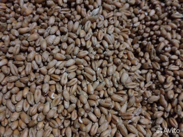 Пшеница, ячмень,овёс,горох