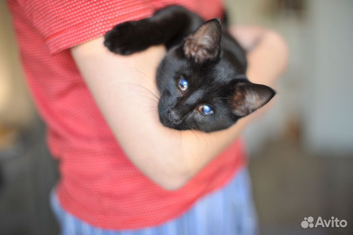 Котенок ищет дом