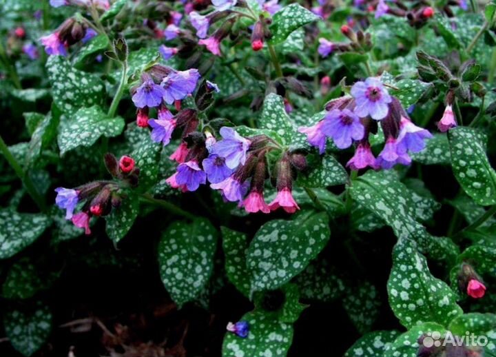 Садовые многолетники