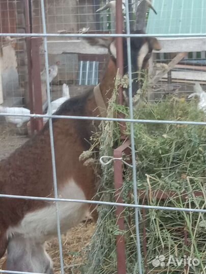 Козье молоко