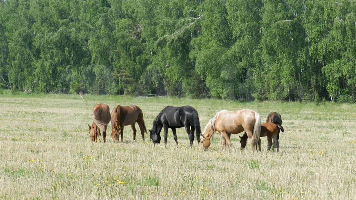 Дом 54 м² на участке 7 сот.