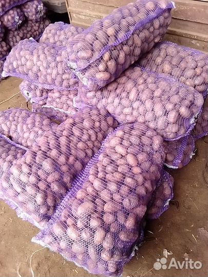 Картофель семенной