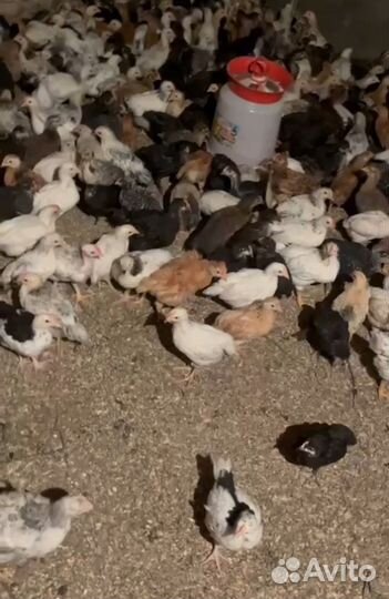 Цыплята несушки