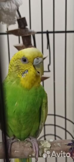 Волнистый попугай самка самец