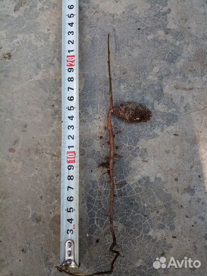 Саженцы ореха пекан