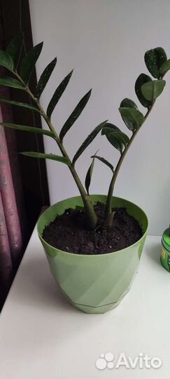 Замиокулькас