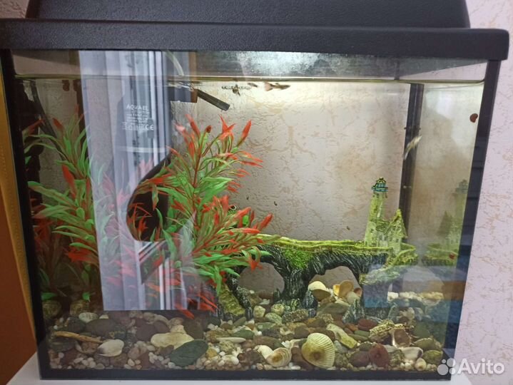 Аквариум