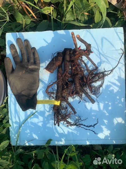 Пион кудрявый - Карнейшен Букет Carnation Bouquet