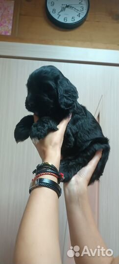 Кокер спаниель