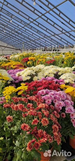 Хризантемы мультифлора