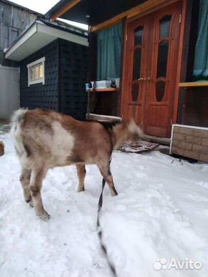 Нубийский козел вязка